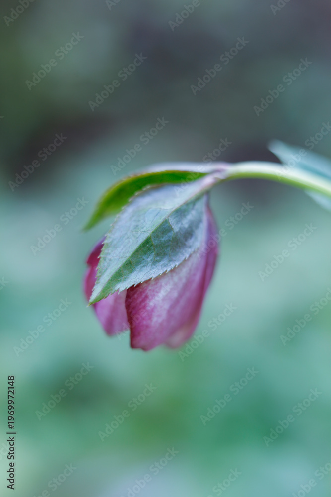 Obraz premium Close-up of Purple Hellebore (Lenten Rose) Blooming in Early Spring Garden