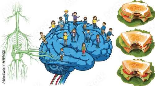 Human nervous system anatomy with brain teamwork concept and sandwich food illustrations educational science vector set