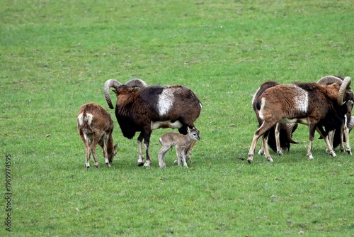 mouflon
