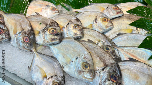 Fresh fishes displayed on ice in local supermarket for sale. 