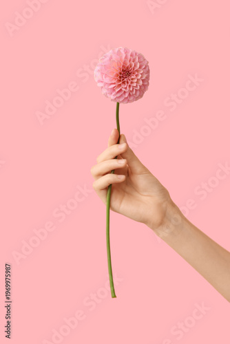 Female hand with beautiful dahlia on pink background