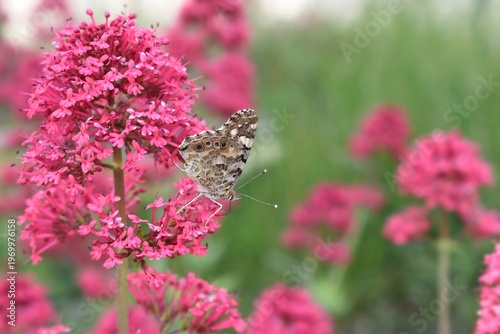 Εκτύπωση καμβά Vanesse du Chardon, Painted Lady (Vanessa cardui) butinant sur une fleur de Valériane rouge