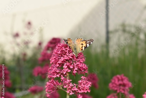 Tableau sur toile Vanesse du Chardon, Painted Lady (Vanessa cardui) butinant sur une fleur de Valériane rouge