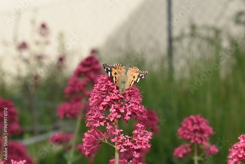 Photos Vanesse du Chardon, Painted Lady (Vanessa cardui) butinant sur une fleur de Valériane rouge