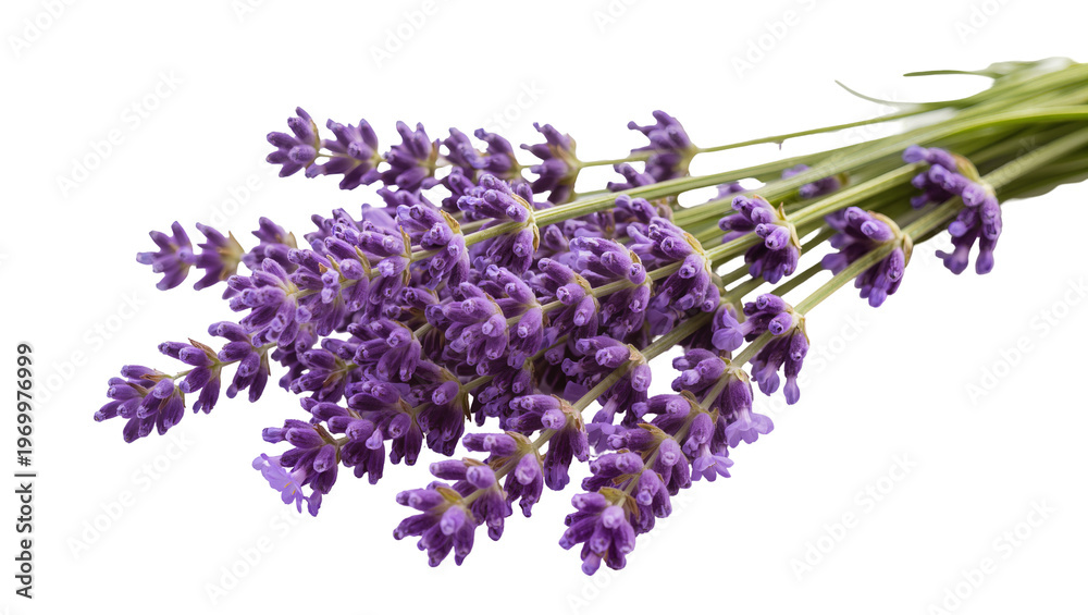 Αυτοκόλλητο Vibrant purple lavender blooms, slender green stems arranged in a fragrant bouqu