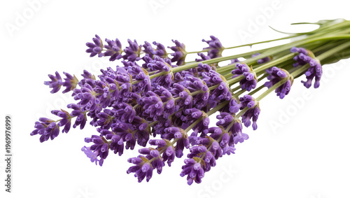 Photography Vibrant purple lavender blooms, slender green stems arranged in a fragrant bouqu