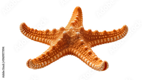 Foto Textured orange starfish displaying spiny surface, resting flat