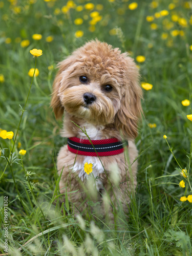 Maltipoo puppy in meadow