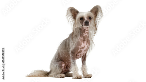 Canvastavla Chinese Crested Dog spotted skin and fur alert pose, attentive expression