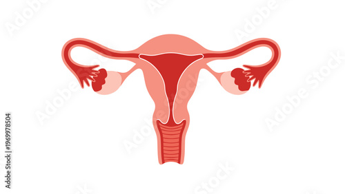 Detailed and realistic medical illustration of the human female reproductive organs including the uterus ovaries and cervix.