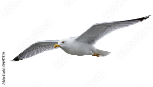 Quadro su tela Winged adult seagull flying beak open, displaying feathers and yellow feet