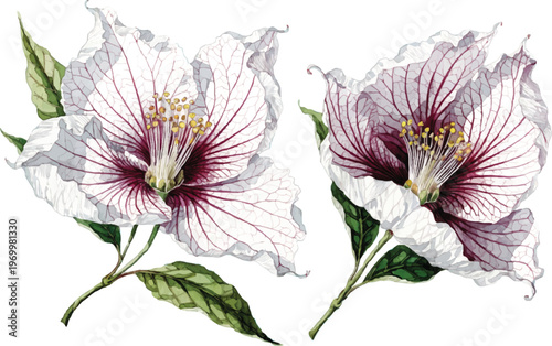 Watercolor Illustration of Two White and Purple Hibiscus Flowers