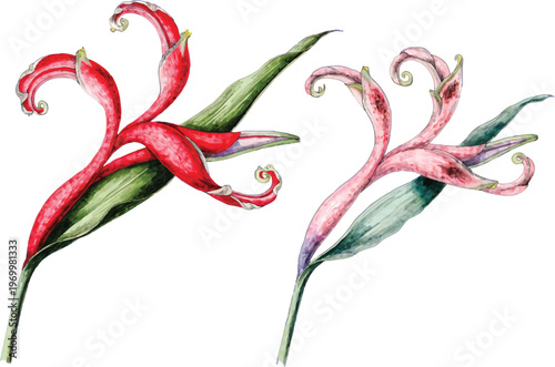 Watercolor Tropical Heliconia Flowers Illustration