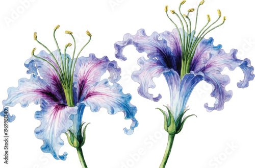 Watercolor Illustration of Two Vibrant Purple and Blue Lily Flowers