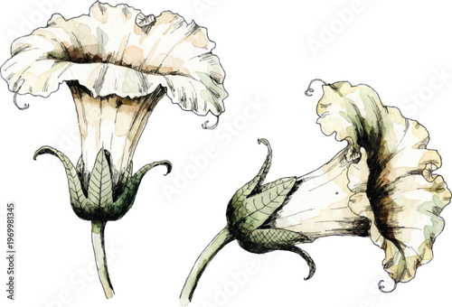 Watercolor Illustration of White Datura Flowers