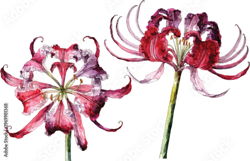 Watercolor Illustration of Red Spider Lily Flowers