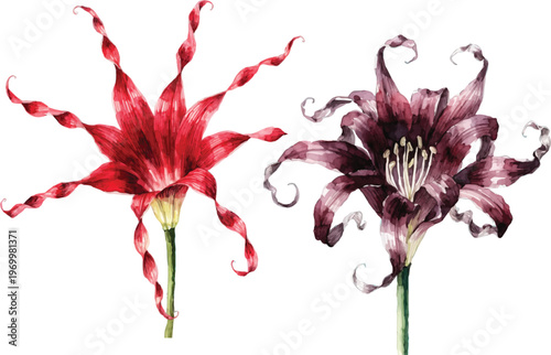 Watercolor Illustration of Red and Purple Spider Lily Flowers