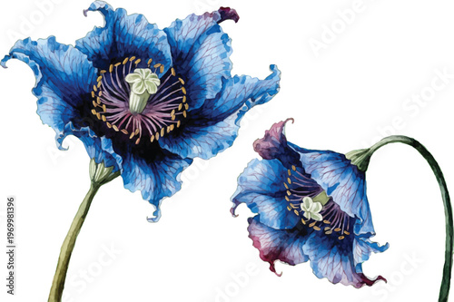 Exquisite Watercolor Blue Poppy Flowers Illustration