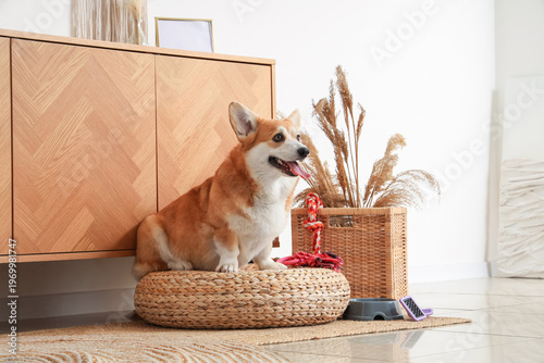 Cute Corgi dog with differe...