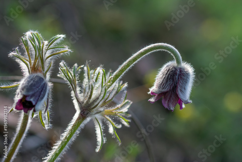 An anemone has bloomed - one of the first spring flowers.