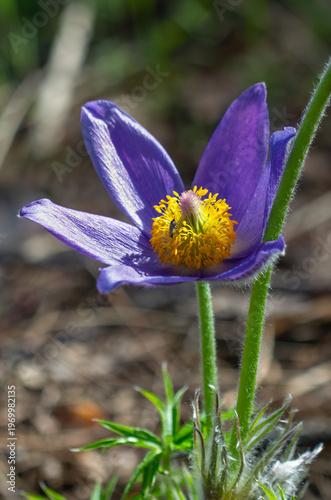 An anemone has bloomed - one of the first spring flowers.