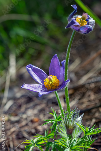 An anemone has bloomed - one of the first spring flowers.