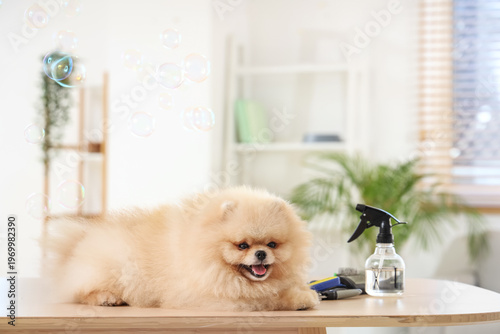Cute dog with soap bubbles ...