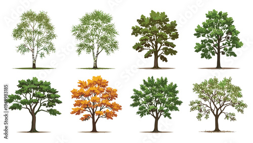 Collection of various deciduous tree species with different leaf shapes and seasonal colors including green and autumn orange for landscape design.