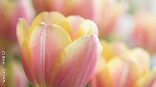 Pink and yellow tulip blooming in sunlight. Close-up view of flower petals revealing spring botany. Nature growth concept with focus on organic garden flora and natural seasonal blossom in morning