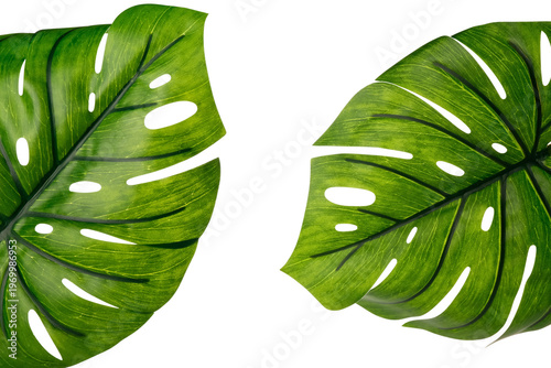 Green leaves on white backg...