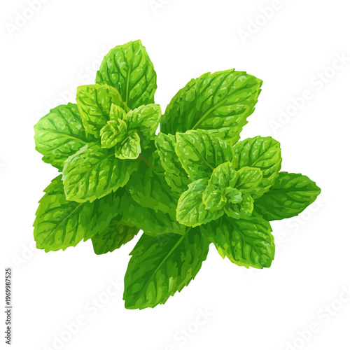 Minimalist 2D vector icon representation of a Spearmint, displayed on a pure white background