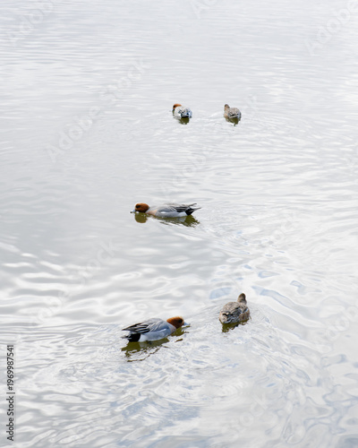 ducks in the pond
