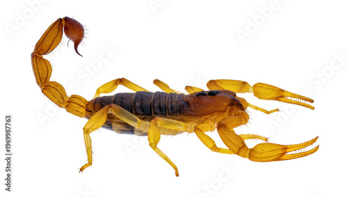 Canvas Print Tan scorpion displaying large pincers, segmented tail with stinger