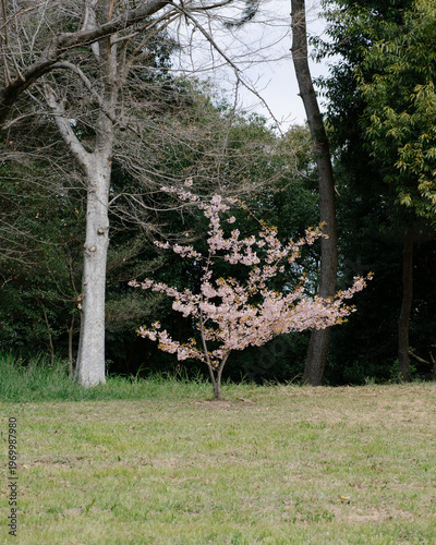 blooming tree in spring