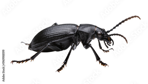 Glossy black beetle crawling displaying textured carapace segmented legs, and long antennae