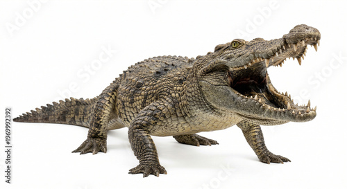 crocodile isolated on white background