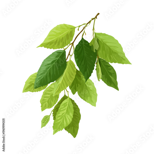 Flat-design 2D vector artwork of a Slippery Elm, styled as an icon and isolated against white background