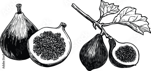 Vintage Hand Drawn Fig Fruit Illustration with Branch and Leaves - Woodcut Engraving Style Vector - Rustic Summer Fruit Art