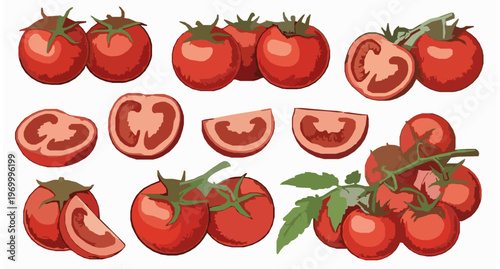 Hand Drawn Tomato Set Vector Illustration Collection