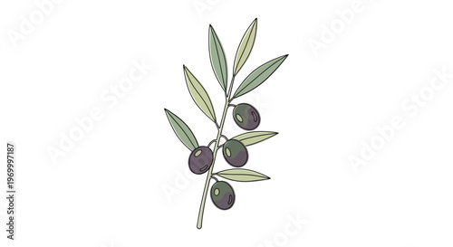 Olive branch with green leaves.