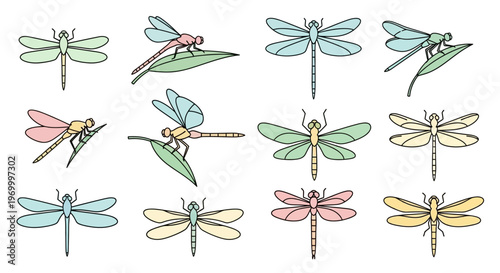 Colorful dragonflies in various poses.
