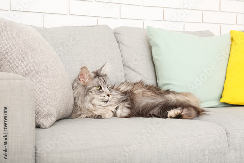 Maine Coon cat on sofa in l...