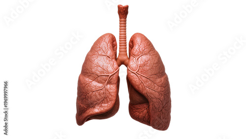 Konstfotografi Detailed human lungs, displaying intricate bronchial tubes and alveolar structur