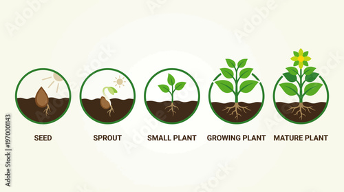 Complete plant life cycle illustration depicting sequential growth stages from tiny seed germination to a vibrant mature flowering plant with roots and leaves