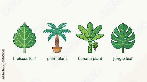 Collection of Four Vector Illustrations of Different Tropical Plants and Leaves