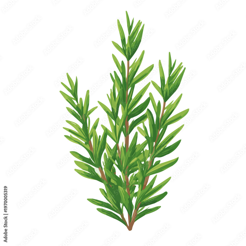 Fototapeta premium Rosemary, rendered in a minimalist 2D flat vector icon style against a pure white backdrop
