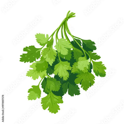 Simple flat 2D vector graphic of a Cilantro in modern icon style, isolated on a white canvas