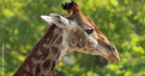 South African giraffe or Cape giraffe close-up portrait (Giraffa camelopardalis giraffa).