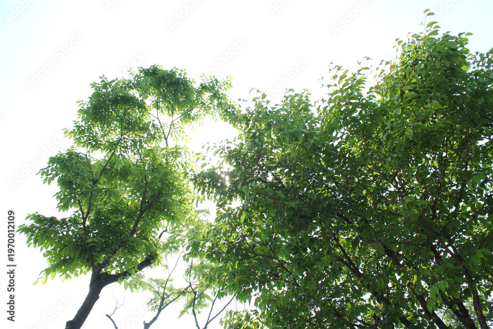 Fototapeta premium fresh green leaf and branch on blue sky