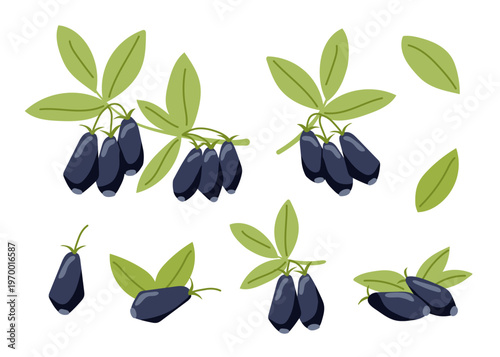 Set of honeysuckle isolated on white background. Vector flat cliparts.